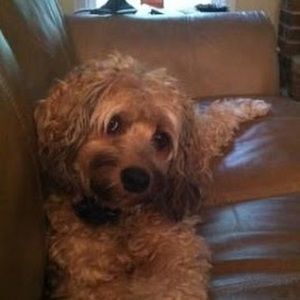 Meet your Posher, Lori